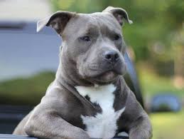 Its small size imparts a surprising agility, while its heavy musculature provides great strength. Canadian City Bans Pit Bulls And Staffordshire Terriers 2oceansvibe News South African And International News