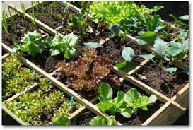 beginner vegetable garden free plans