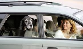Progressive Car Insurance Adds Pet Coverage