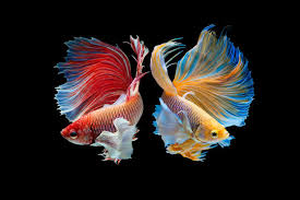 betta fish images browse 49 084 stock
