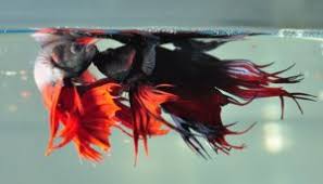 Image result for fighting fishes