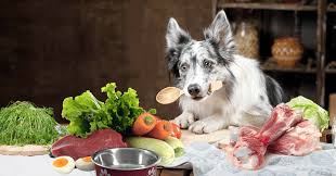 how to make homemade dog food dogs