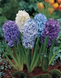 The reason that these beautiful blossoms have become so popular is due largely to their permanence, reliability, and their ability to fill out and add color to shrubs and other greenery in the garden. Pin By Cathy Hayes On Flowers Bulb Flowers Perennial Flowering Plants Flowers Perennials