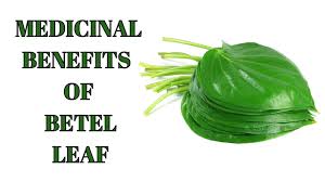 betel leaf piper betle benefits uses