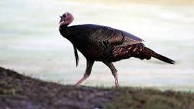 are-turkeys-aggressive-to-humans
