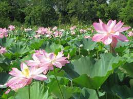 Lotus Pond Foto De Kenilworth Park