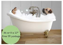 Border Terrier In Bath Print Dog In