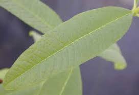 Lemon verbena (botanical name, aloysia triphylla) is among those plants that have suffered owing to their renaming. Aloysia Triphylla Lemon Verbena Plant