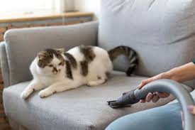 how to get rid of pet dander tips