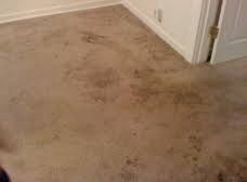 lee carpet upholstery cleaning