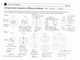 Get a free mitosis worksheet; Kindy Game Mitosis Meiosis Kids Worksheets Skip Counting Worksheets Free 9th Grade Algebra 1 Worksheets Login Games For Kids Grade 5 Math Test With Answers Adding Percentages Math Graph Free Grade 9