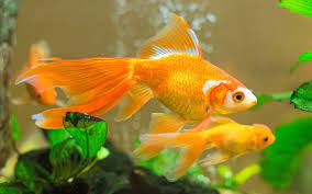 goldfish hd wallpaper by dmitri