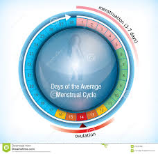 Circular Flow Chart Showing Days Of Menstruation Stock