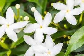 Check spelling or type a new query. Crepe Jasmine Or East Indian Rosebay Little White Flowers Tropical Flower Stock Photo Picture And Royalty Free Image Image 47892797
