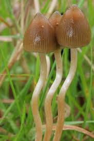 difees tipos de cogumelos mágicos
