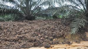 Penentuan pola tanaman pola tanam dapat monokultur ataupun tumpangsari. 6 Fakta Mengerikan Mengapa Indonesia Sebaiknya Tak Menanam Sawit Citizen6 Liputan6 Com