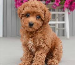 toy poodle toy puppies near ohio