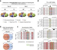 Both Mp And Te Cd8 T Cells Acquire Demethylated Effector