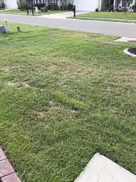 This sod u article compiles a list of spring lawn care tips to help your zoysia come out of dormancy and flourish into the warmer months ahead. Is This Thatch In Centipede Lawnsite Is The Largest And Most Active Online Forum Serving Green Industry Professionals