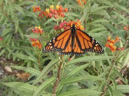 monarch erflies