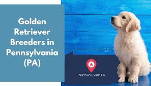 Keypups123 mount joy, pa 17552: 28 Golden Retriever Breeders In Pennsylvania Pa Golden Retriever Puppies For Sale Animalfate