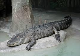 alligator - Wiktionary