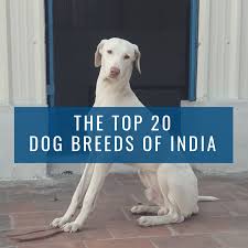Top 20 Indian Dog Breeds Purchasing Price And Care Pethelpful