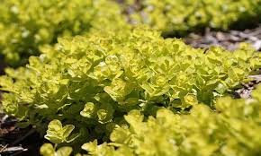 Perennial Ground Covers For Sunny Gardens