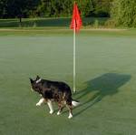 Fore paws: Border collie battles geese | Star Tribune