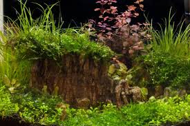 java moss turning brown causes and