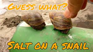 what happens salt on a snail you