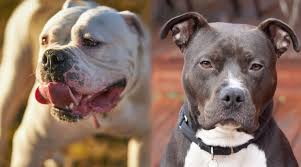 american bulldog vs pitbull terrier