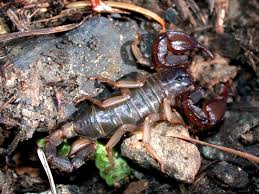 The species is nocturnal like most scorpions but enter warm places in the cool days of fall to hibernate. Western Forest Scorpion California Scorpions Inaturalist