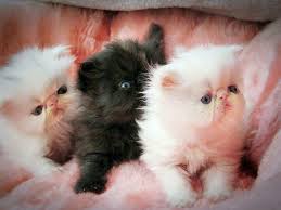 If your lifestyle can cope with a cat that is extraordinarily extrovert and lively, then munchkin kittens might just be the right breed for you. Exotic And Persian Cats In Bd Home Facebook