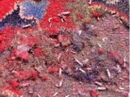 moth damage larson oriental rug