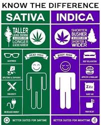 Sativa Vs Indica Cannabis Coolguides