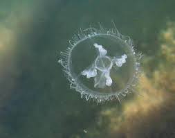 Freshwater Jellyfish,... - Mermet Springs - Dive in 1st Class | Facebook