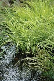 aquatic plants for small ponds water