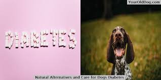 18, 2020 with a maximum of 40g carbohydrates per serving, these recipes are the most delectable way to meet your diabetic diet needs. Natural Alternatives And Care For Dogs Diabetes Treatment