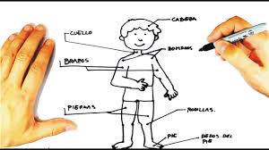 como dibujar un niño y sus partes