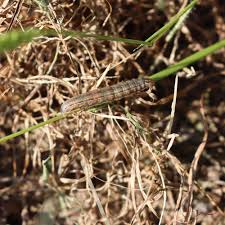 how to get rid of armyworms the home