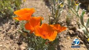 are-the-poppies-blooming-in-lancaster-california