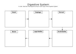 Digestion Flow Diagram Catalogue Of Schemas