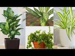 Plants Voary