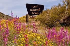 Looking for a great trail in apache sitgreaves national forest, arizona? 62 Campgrounds In Tonto National Forest Over 30 Campsites Nearby