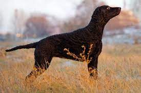 Like all puppies, curly coated retrievers are incredibly cute when young and it is all too easy to spoil them when they first arrive in new homes. Curly Coated Retriever Dog Breed Information