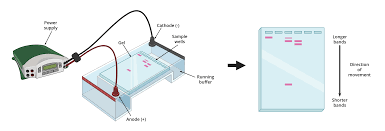 gel electropsis aat bioquest