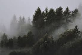 Foggy Forest 4k Wallpaper Conifers