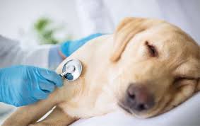 90 1. Tổng quan về bệnh viêm tụy trên chó, mèo Bệnh viêm tụy là kết quả của  việc giải phóng các en