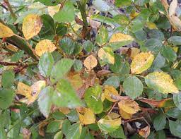 reasons for rose leaves turning yellow